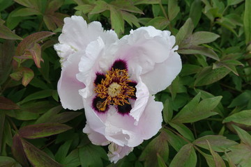 Close view of white flower of Paeonia rockii in May