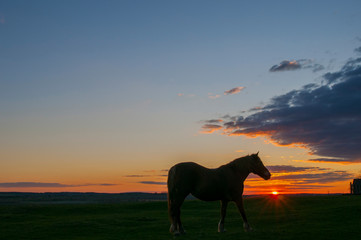 Horses grazing, walking at sunset with picturesque sky