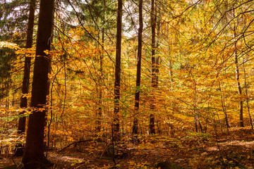 Obraz premium Forest spring landscape - forest trees with plants on the foreground and sunlight shining through the forest tree branches. Colorful sunny forest spring landscape scene. Sunset in the spring.