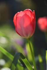 Naklejka premium Blühende Tulpe (Tulipa)
