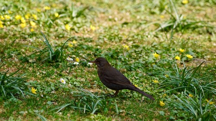 Amsel