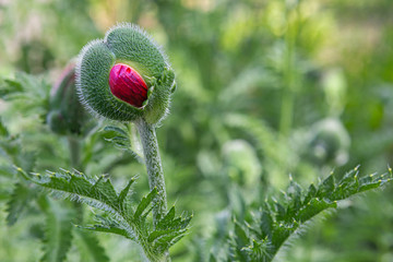 Obraz premium Unopened Mac. Concept.