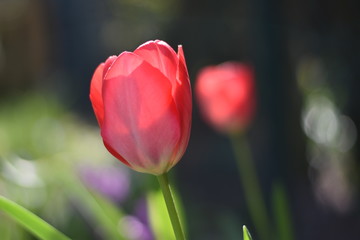 Bl&uuml;hende Tulpe (Tulipa)