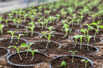 Lactuca sativa seedling close up.