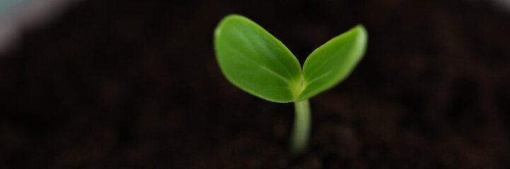Close-up of sprout growing out from organic black soil. Small seedling in springtime. Fresh shoots beginning new life. Agriculture, botany and ecology concept