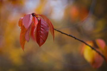 red autumn leaf on a branch