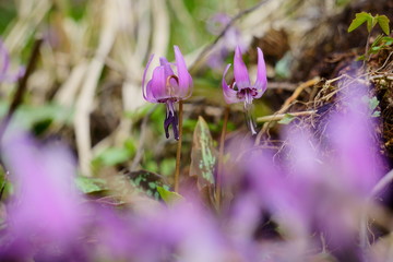 春に咲く紫色の美しいカタクリの花