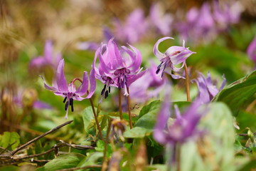 春に咲く紫色と白色のカタクリ