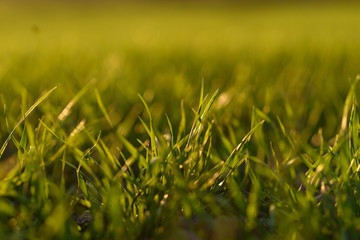 green grass in the wind