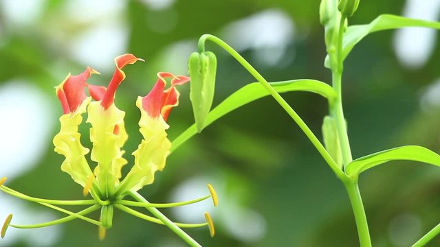 Glory Lily Flower in early stages of bloom when yellow is more than red as it matures the red increases , its a poisonous plant with medicinal uses  Western Ghats of India , monsoons