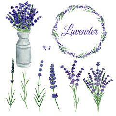 Watercolor set lavender on isolate background