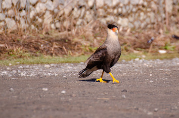 El carancho, caricari, caracara moñudo, carcaña,