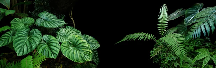 Foto auf Glas Tropical rainforest foliage plants bushes (ferns, palm, philodendrons and tropic plants leaves) in tropical garden on black background, green variegated leaves pattern nature frame forest background. © Chansom Pantip