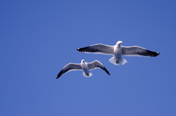 Obraz premium Gaviotas en pleno vuelo