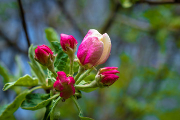 pink apple tree flowers against the sky