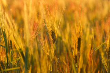 big field of many green young wheat on a sunny day