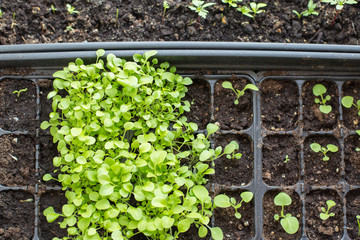 The container with the seedlings of flowers. Green plants in a container