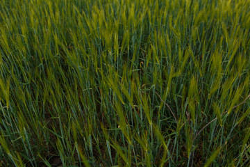 big field of many green young wheat on a sunny day