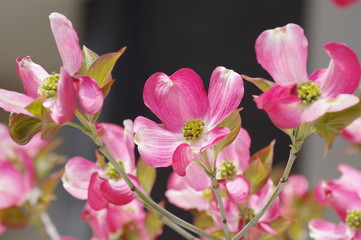 ハナミズキの花