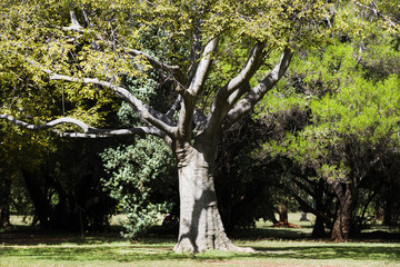 Big old tree
