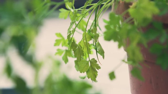 Home made garden with plants, close up shot, 4K.