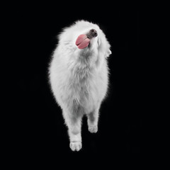 Fototapeta Süsser reinrassiger Samojede auf schwarzem Hintergrund, stehend, Zunge raus gestreckt frontale Sicht auf den Hund obraz