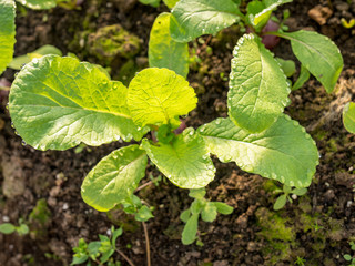 picture with the first spring greens in the greenhouse, the leaves are covered with dew drops