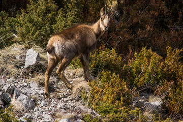 Mountain goat on a rock in the mountains