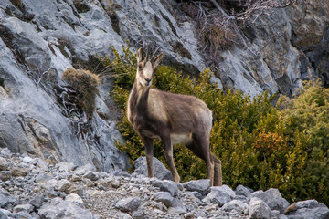 Mountain goat on a rock in the mountains