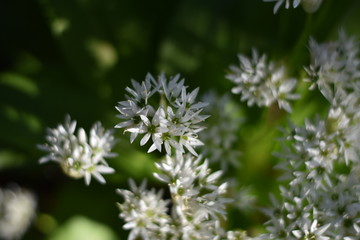 Naklejka premium Blühender Bärlauch (Allium ursinum)