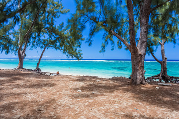 Fototapeta na wymiar Filaos sur plage de l’Hermitage, île de la Réunion 