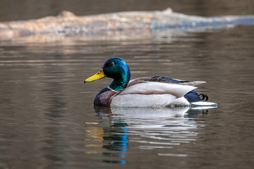 Drake (Duck) on the water