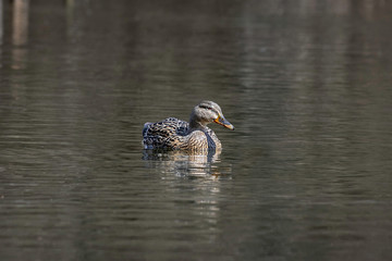 duck in the water