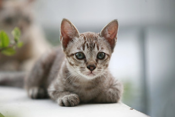 Naklejka na ściany i meble Young little gray cat portrait , at outdoor