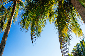 Fototapeta premium coconut palm leaves on a background of blue clear sky, summer background, travel, nature. Frame