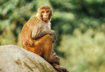 Funny Monkey sitting on stone looking around with blurred out green leaves background.