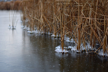 
ice on the river dry reeds in winter