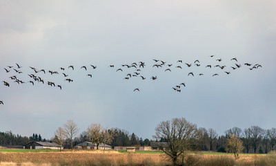 landscape with flying birds, bird migration in spring and autumn