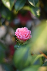 Blühende Garten-Kamelie