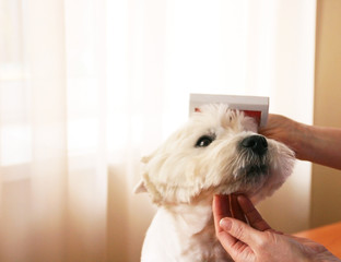 Female groomer hand cutting hair of the white dog. Care for a dog's hair.