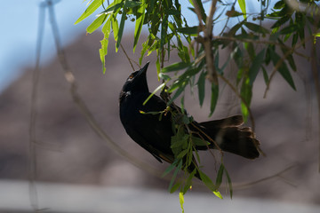 Bird in Namibia