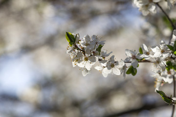 Blooming cherry plum spring flowers