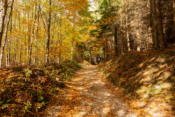 Trail trees in autumn forest Nature landscape Nature background Path Road in Nature. Autumnal forest. colors leaves foliage yellow orange Nature background