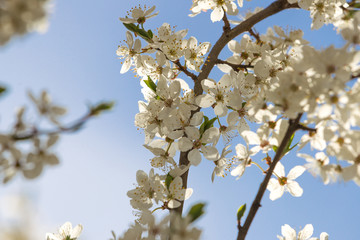 Blooming cherry plum spring flowers