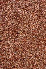 Buckwheat. fresh buckwheat. background. buckwheat texture. Roasted buckwheat on buckwheat groat jar background, gluten free ancient grain for healthy diet, selective focus. buckwheat texture.