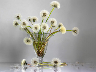 bouquet of white air dandelions in a glass vase