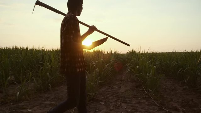 Concept of Sugarcane Harvesting and Planting with Technology and smart farming. man farmer using digital tablet at Sugar Cane Plantation