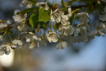 Blüten einer Kirsche