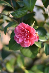 Blühende Garten-Kamelie