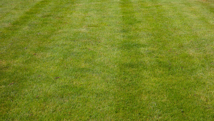 Green grass background with nice lines